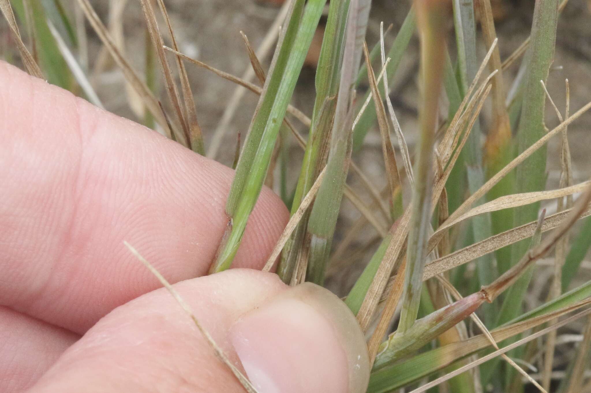 صورة Hordeum californicum Covas & Stebbins