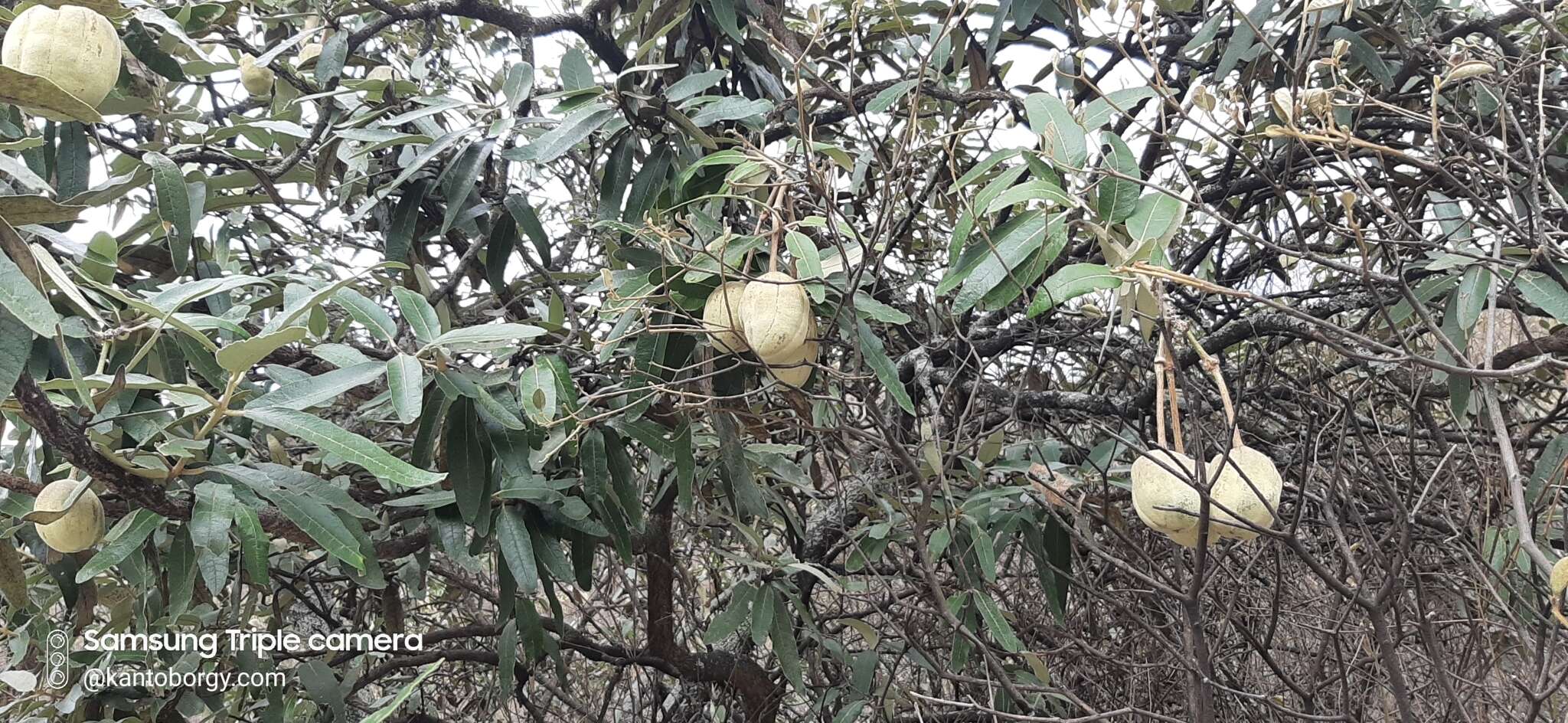 Image of Colicodendron scabridum (Kunth) Hutchinson