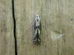 Image of Apple pith moth