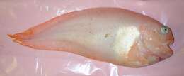 Image of Meder’s snailfish