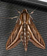 Image of Vine Hawk-Moth