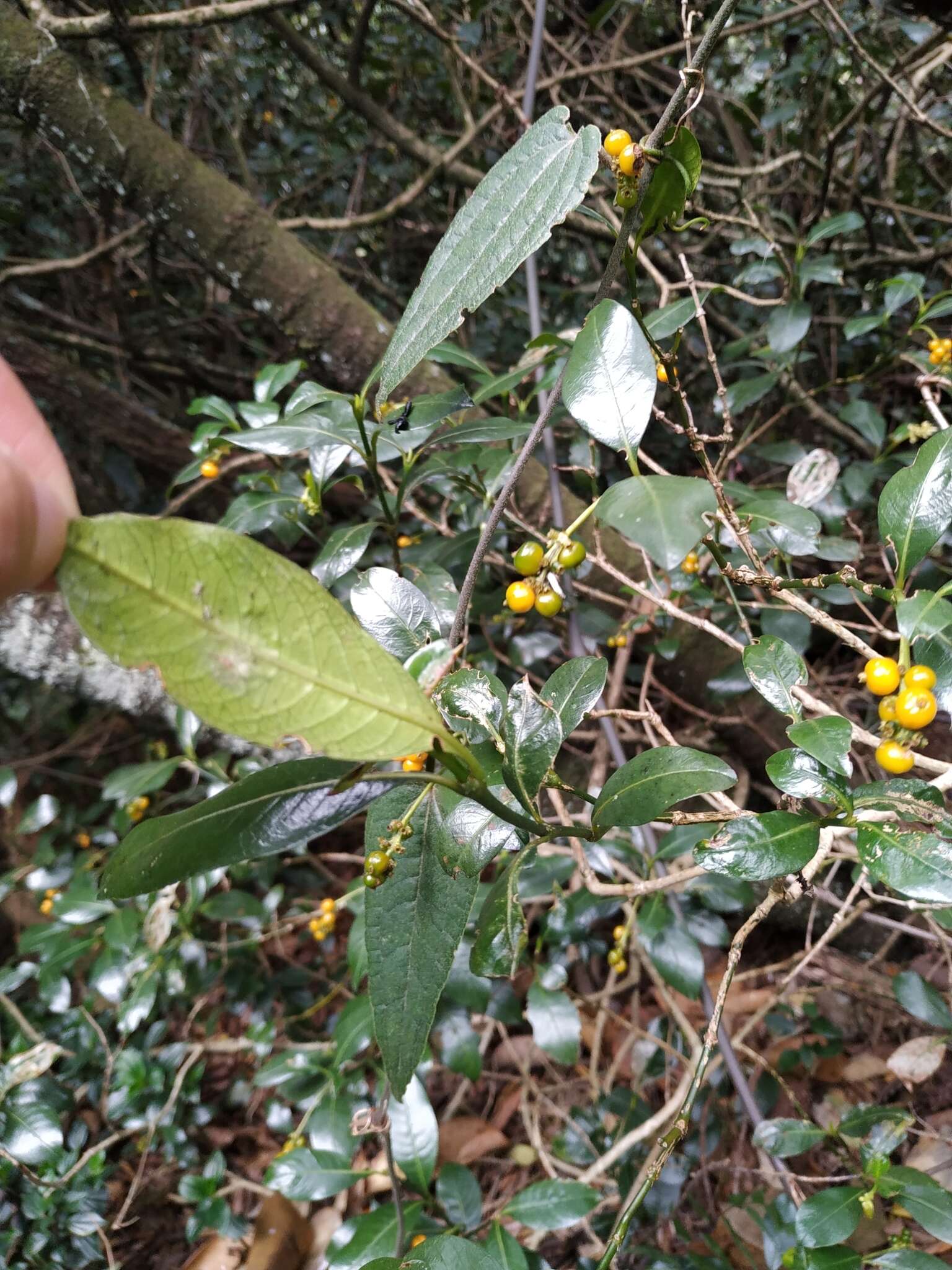 Image of Palicourea boqueronensis