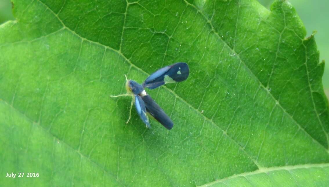 Imagem de Mileewa (Mileewa) dorsimaculata Melichar 1902