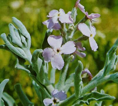 Plancia ëd Matthiola crassifolia Boiss. & Gaill.