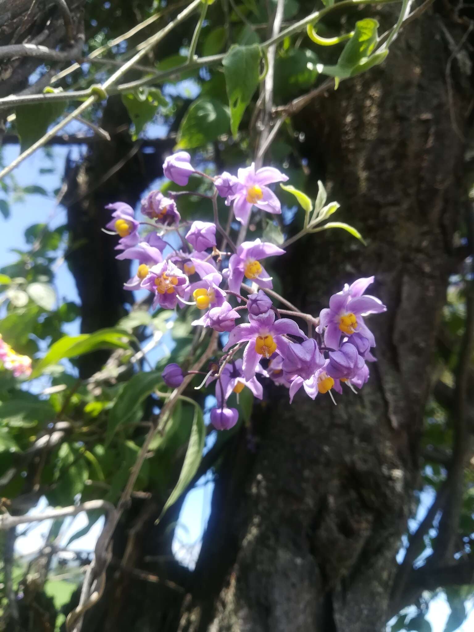 Image de Solanum dulcamaroides Dun.