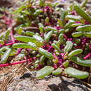 Image of Trianthema parvifolia var. rubens (Sond.) Adamson