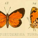 Слика од Liptena turbata (Kirby 1890)