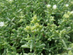 Image of Delosperma subincanum (Haw.) Schwant.