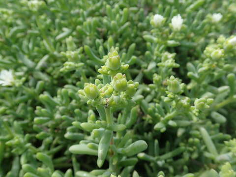 صورة Delosperma subincanum (Haw.) Schwant.