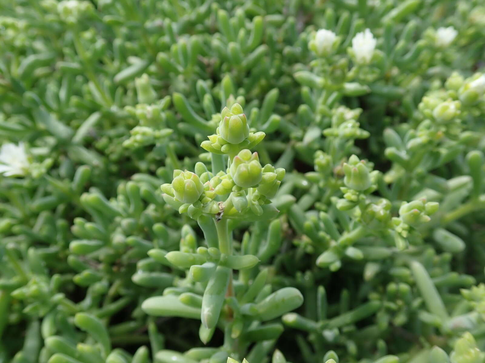 Image of Delosperma subincanum (Haw.) Schwant.