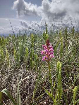 Image of Disa welwitschii subsp. occultans (Schltr.) H. P. Linder