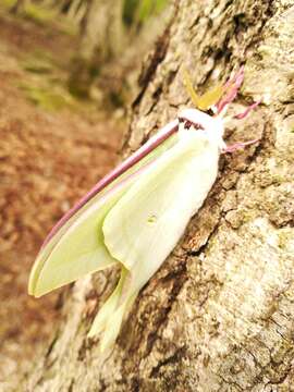 Imagem de Actias aliena (Butler 1879)