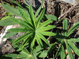 Image of big-leaved lupine