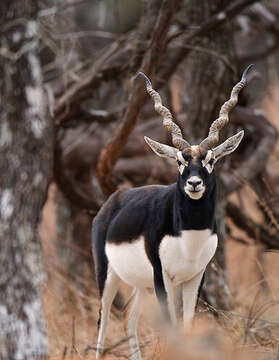 Image de Antilope Pallas 1766