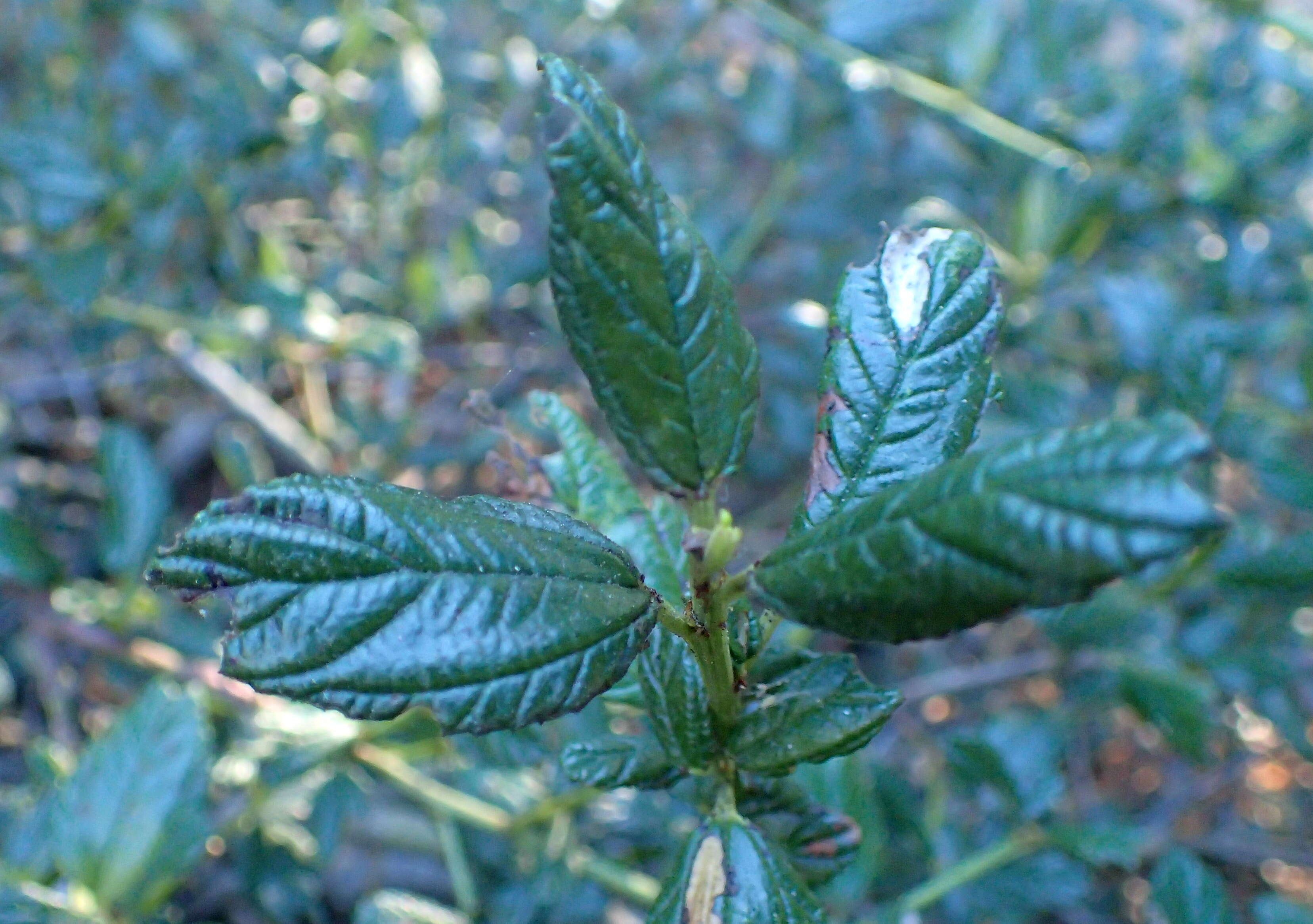 Image of Carmel ceanothus