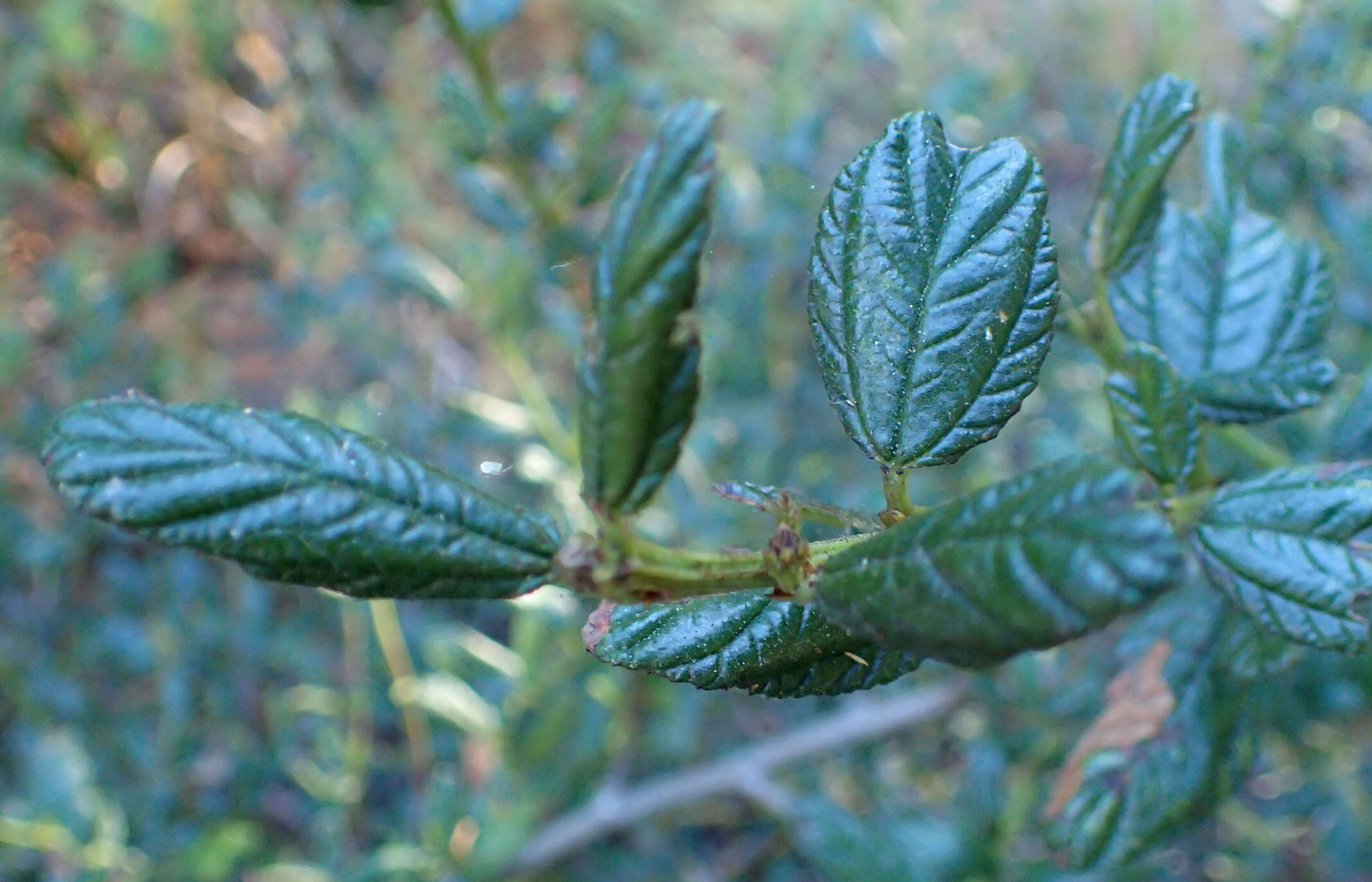 Image of Carmel ceanothus