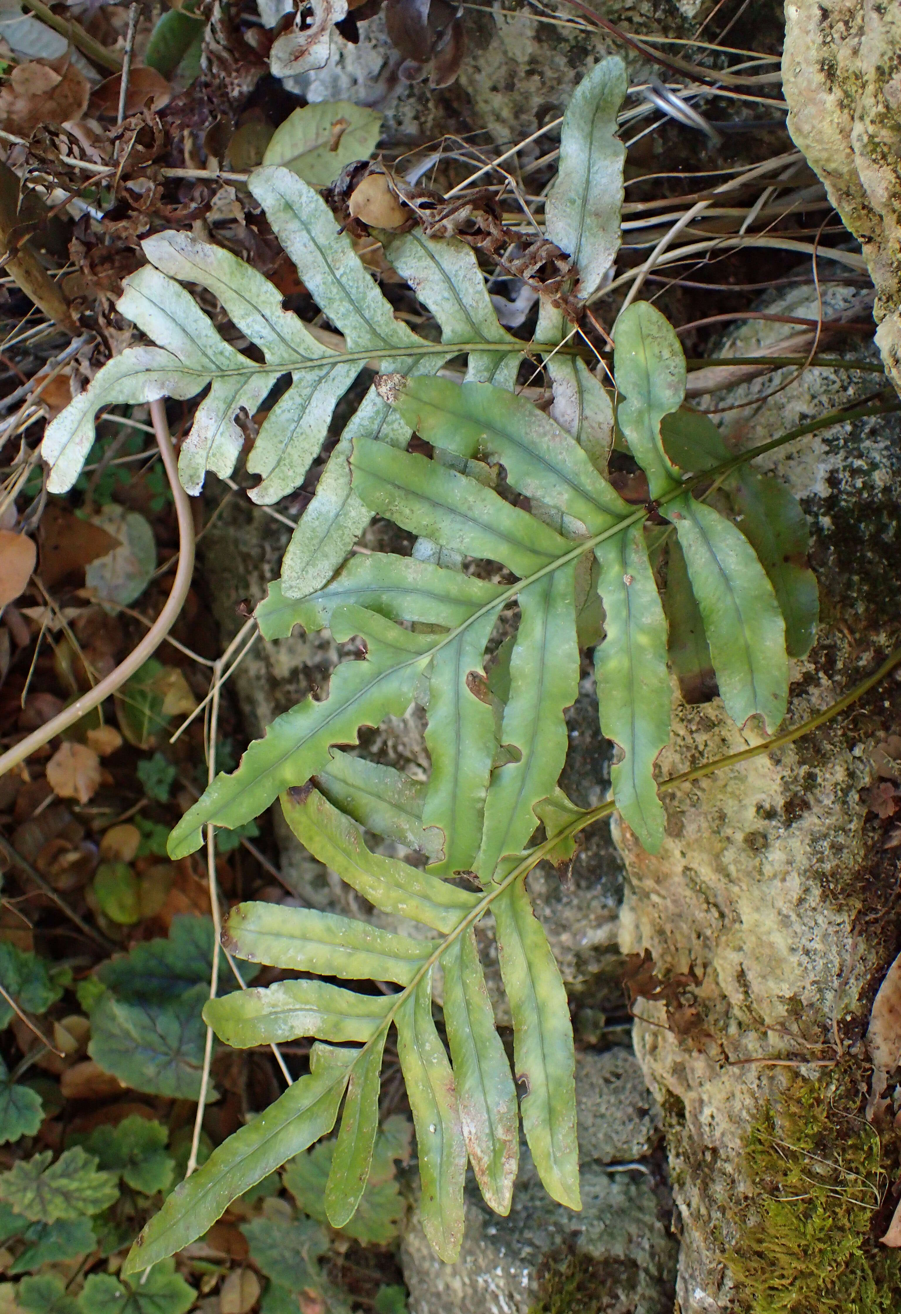 Image of leathery polypody