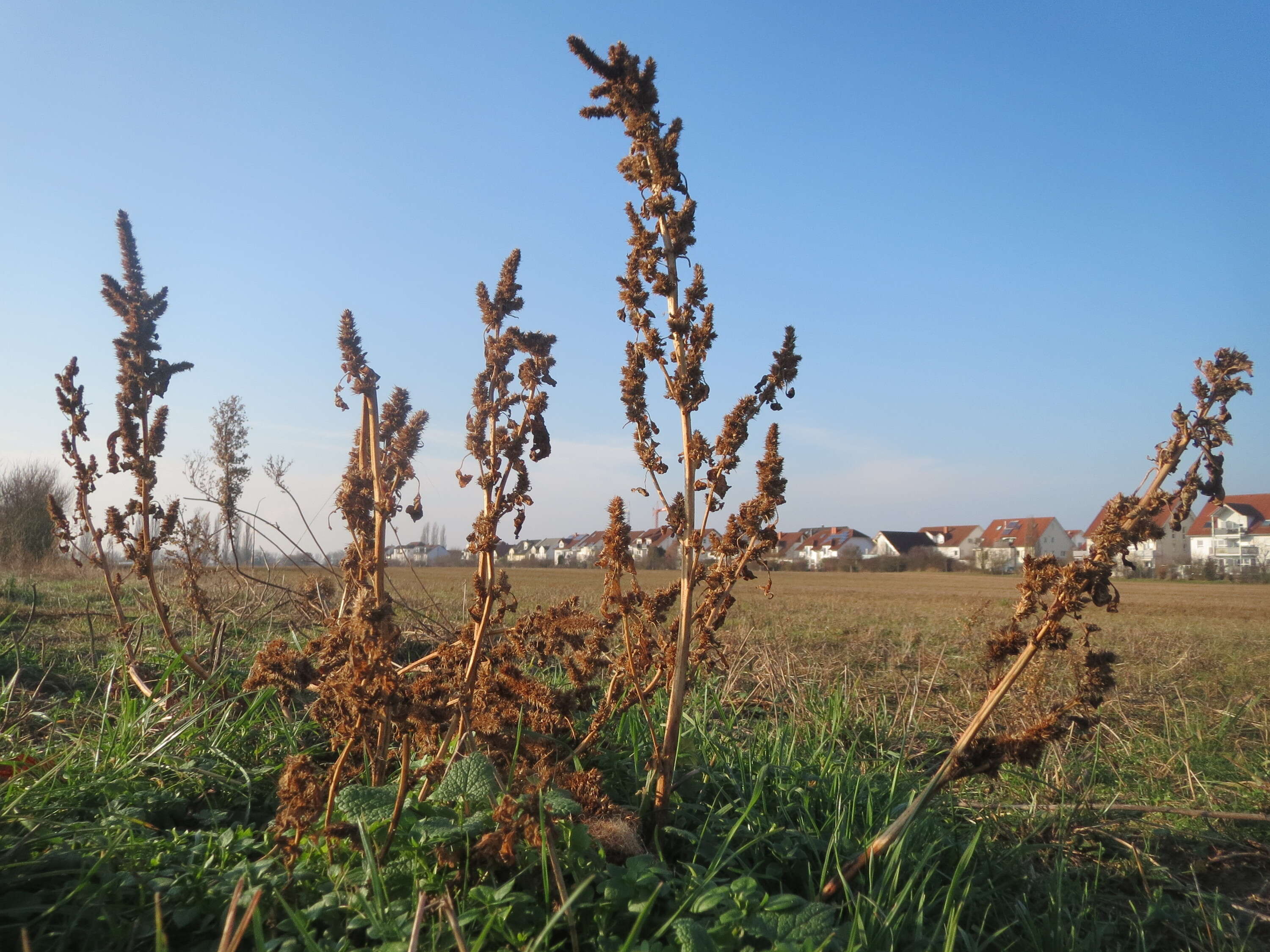 Image of redroot amaranth