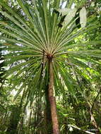 Image of Dracaena xiphophylla Baker