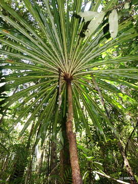 Image of Dracaena xiphophylla Baker