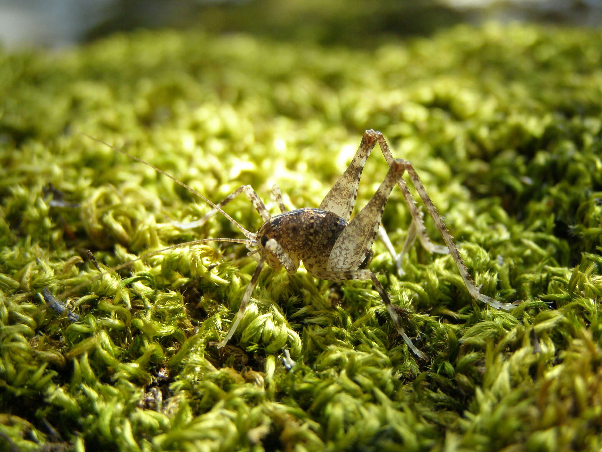 Troglophilus (Troglophilus) spinulosus Chopard 1921的圖片