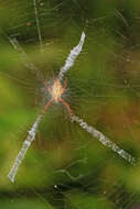 Image of Florida Argiope