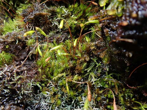 Image of elongate pohlia moss