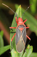 Image of Cotton Stainer