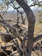 Image of Red bushwillow