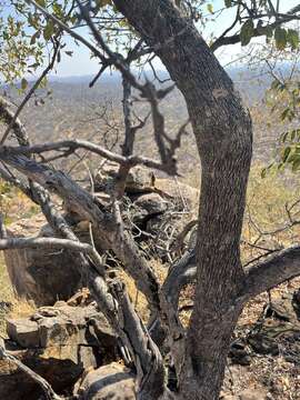 Imagem de Combretum apiculatum subsp. apiculatum