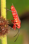 Image of Cotton Stainer