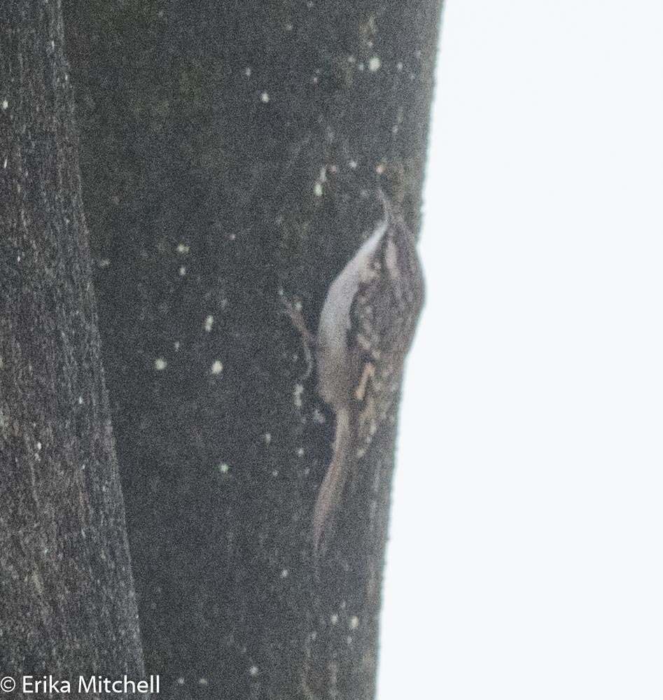 Image of Short-toed Treecreeper