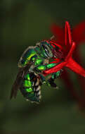 Image of Dilemma Orchid Bee