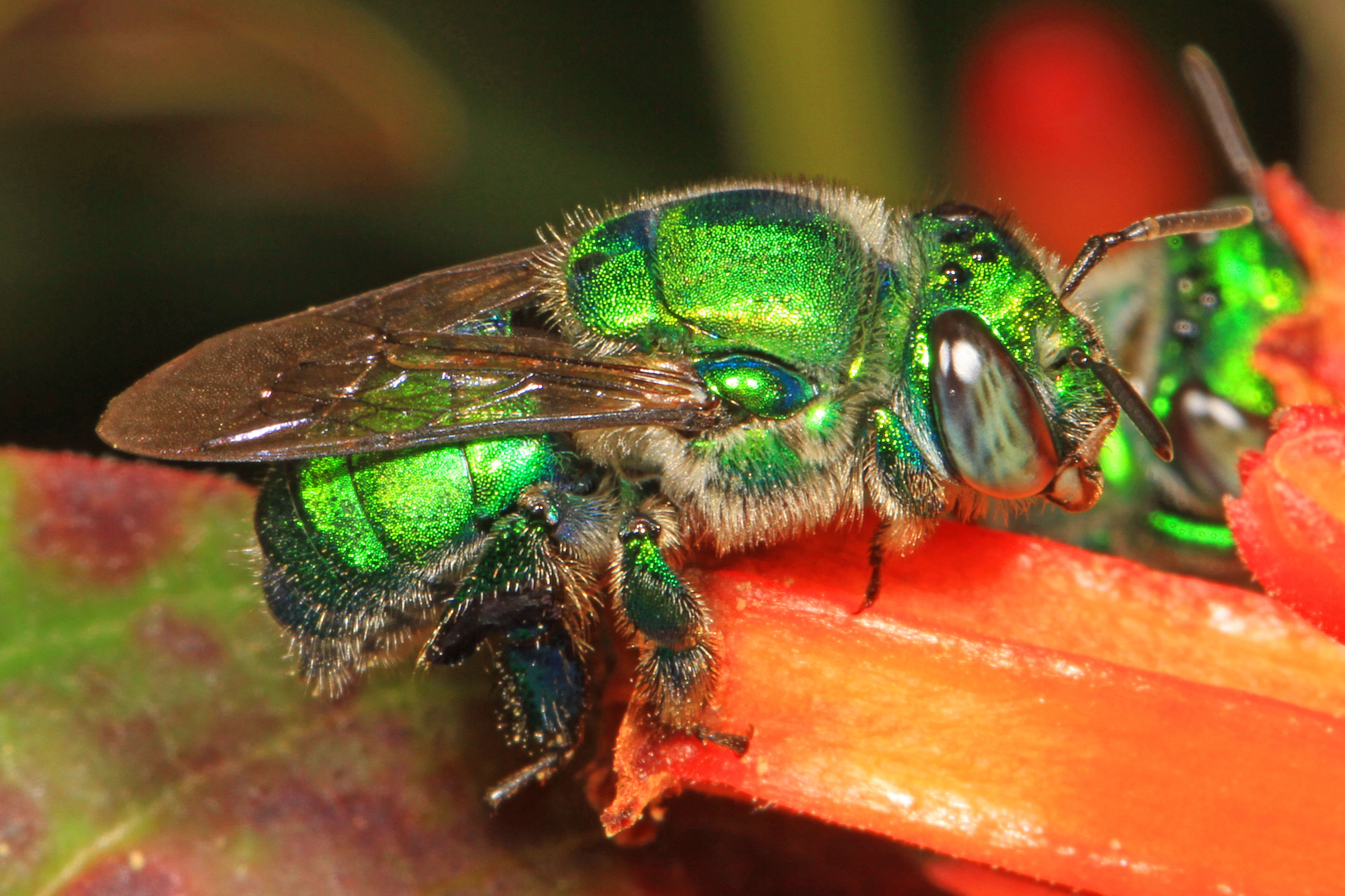 Image of Dilemma Orchid Bee