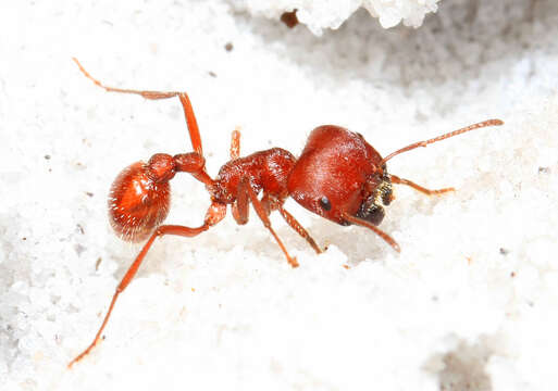 Image of Florida Harvester Ant