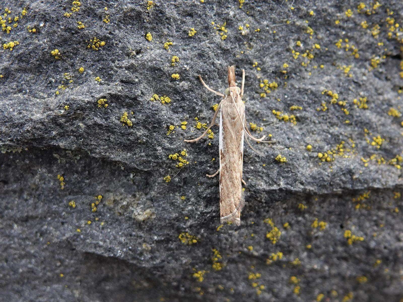 Imagem de Orocrambus flexuosellus Doubleday 1843