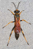 Image of mud daubers