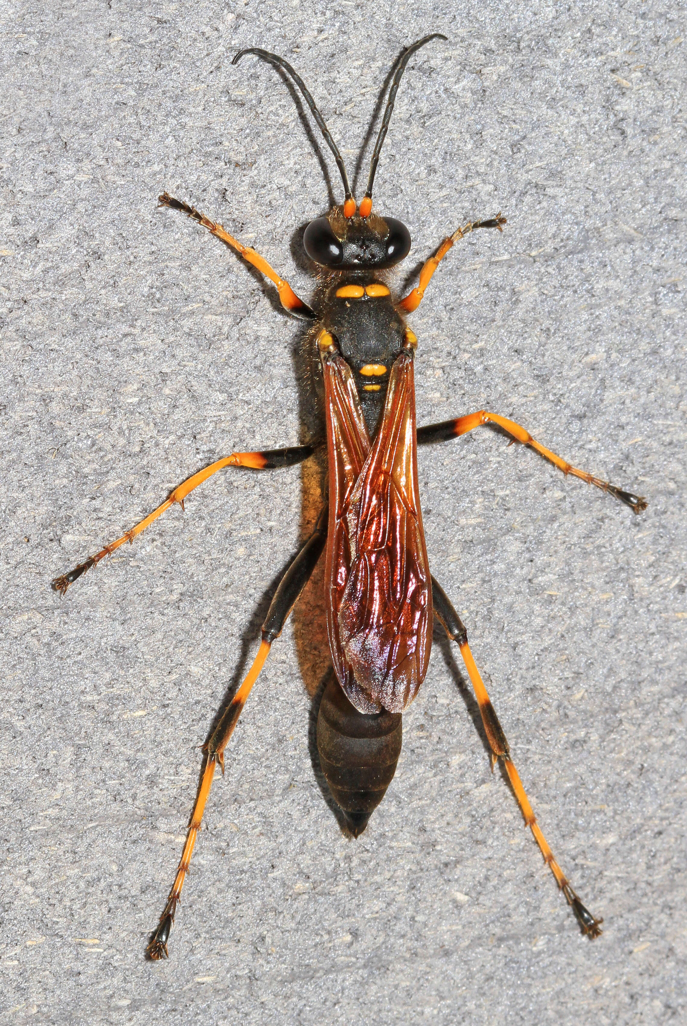 Image of mud daubers