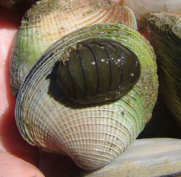 Image of blue green chiton