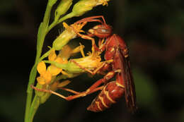 Image of Polistes bellicosus Cresson 1872