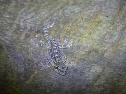 Image of Hokou Gecko