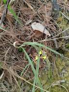 Image of Oncidium graminifolium (Lindl.) Lindl.