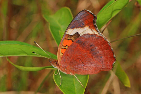 Image of Common buckeye