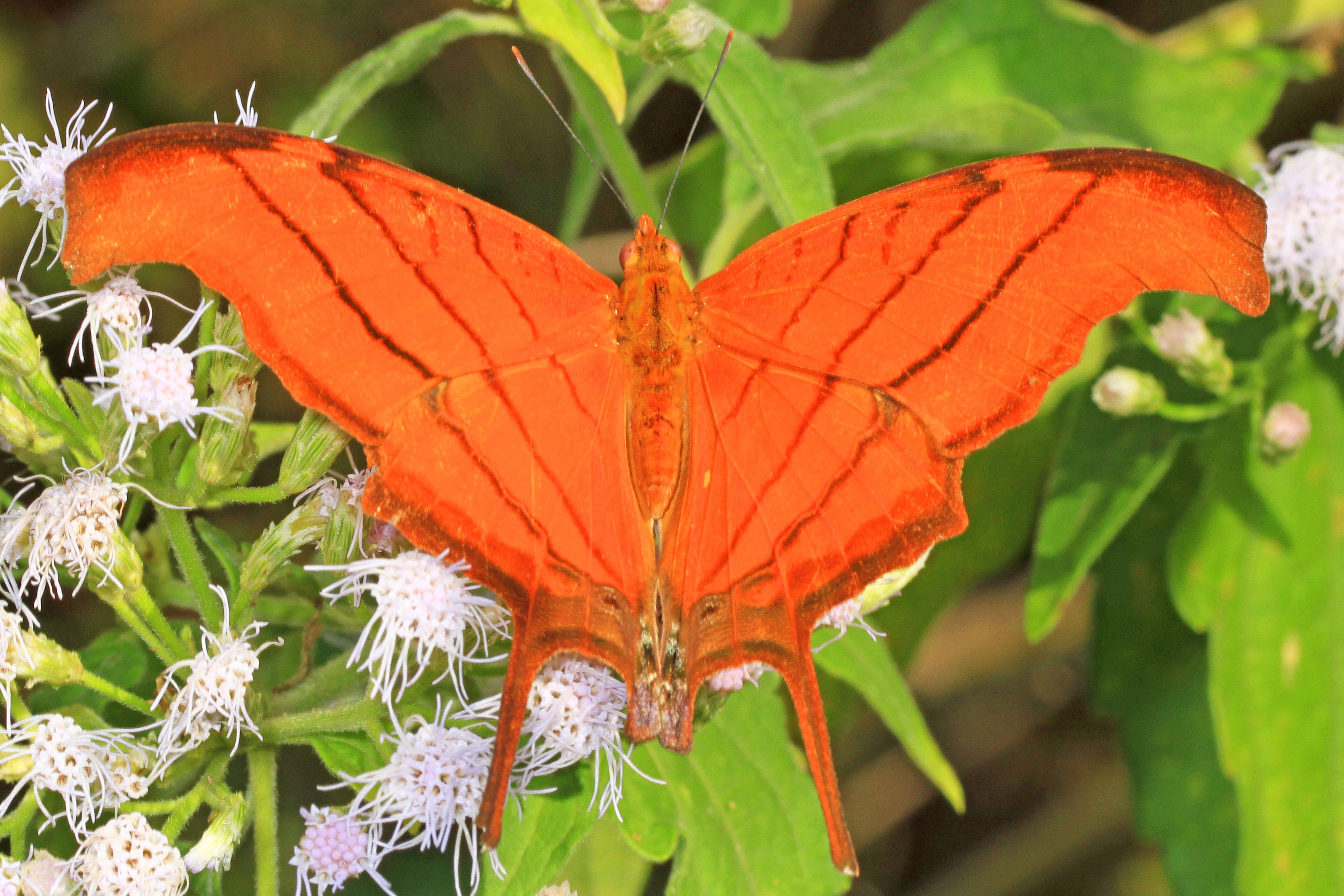 Image of Ruddy Daggerwing