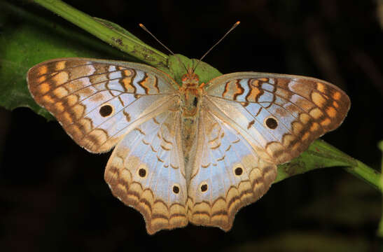 Image of White Peacock