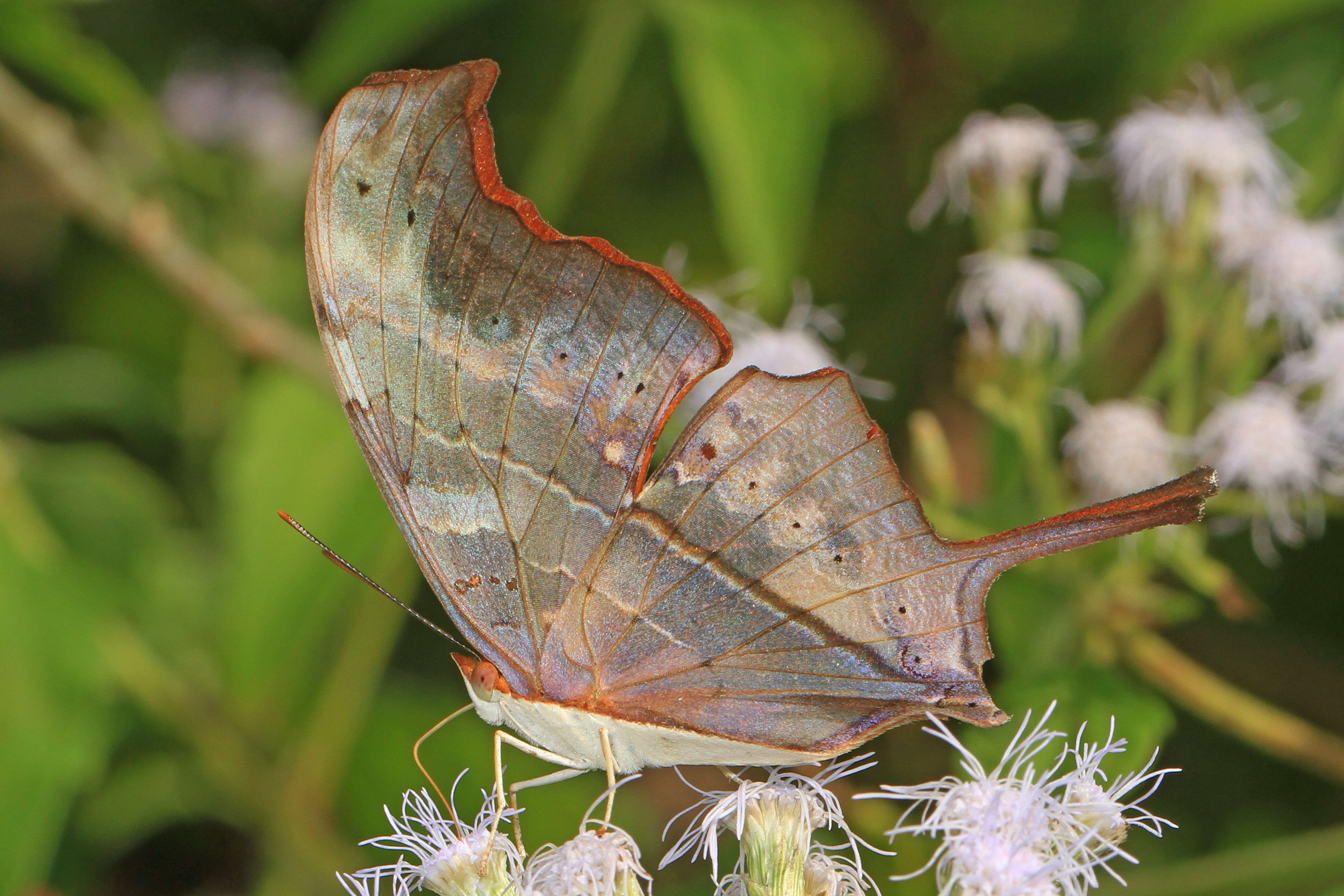 Image of Ruddy Daggerwing