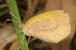 Image of Barred Yellow