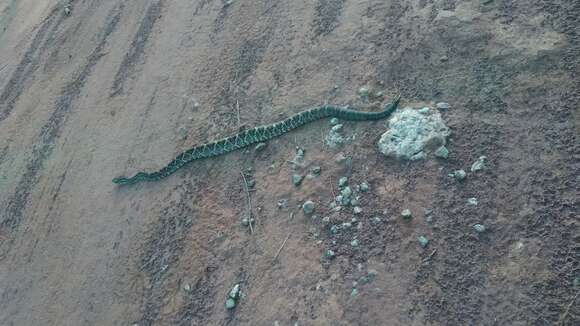 Image of Cascabel Rattlesnake