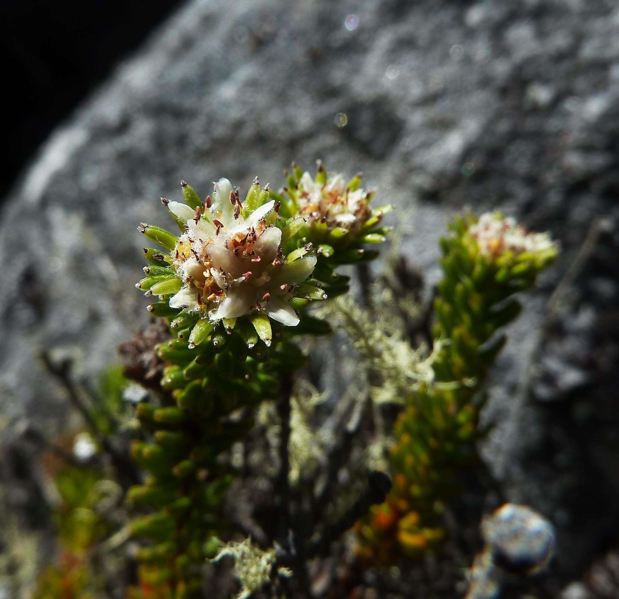 Image of Staavia pinifolia Willd.