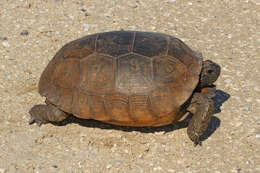 Image of (Florida) Gopher Tortoise